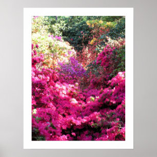 Poster Photographie florale du Rhododendron INTITULÉE