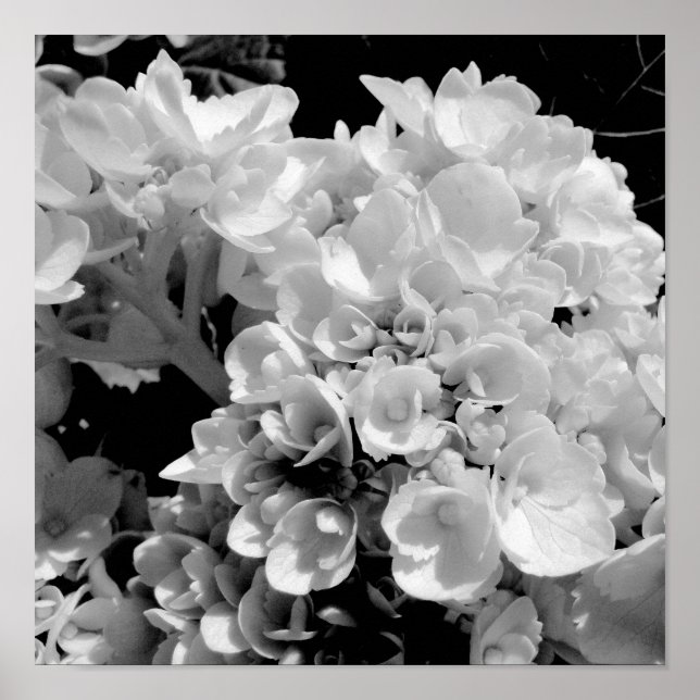 Poster Photographie florale noir et blanc Hydrangea Impri (Devant)