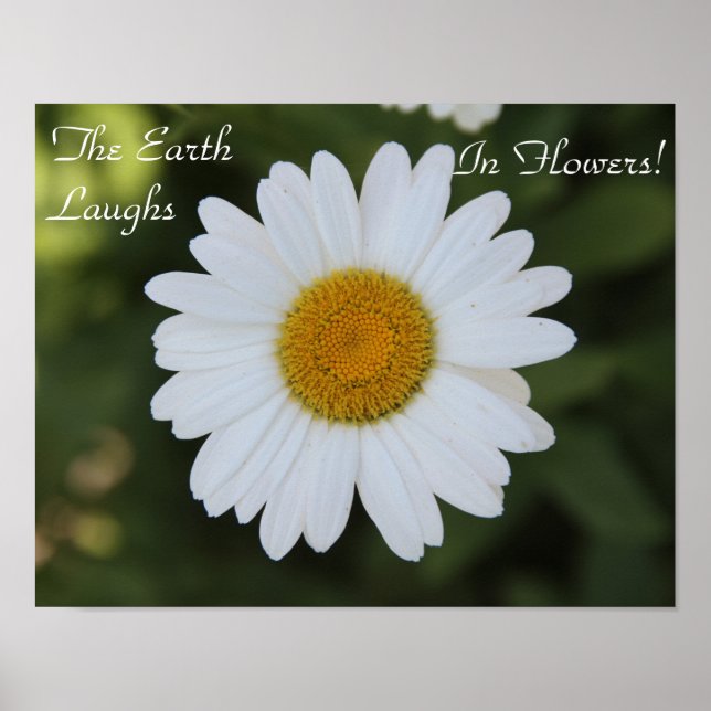 Poster Photographie haute définition d'une marguerite, "E (Devant)