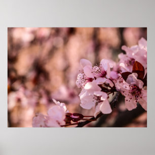 POSTER PHOTOGRAPHIE MACRO DE BLOOMOMES CHERRY ROSE BLOSOM
