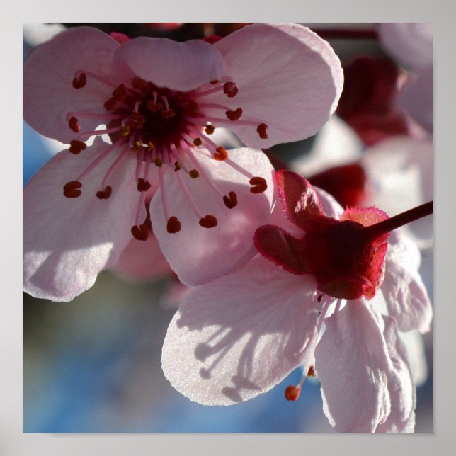 Poster Photographie macro de Cherry Blossom Fleurs (Devant)
