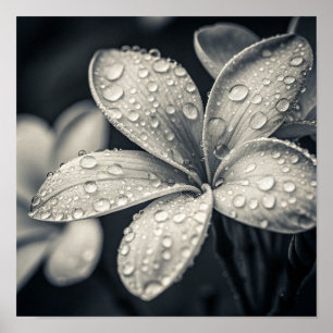 Poster Photographie Macro Monochromatique Éthérée de Plum