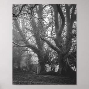 Poster Photographie noir et blanc de la forêt éffrayante