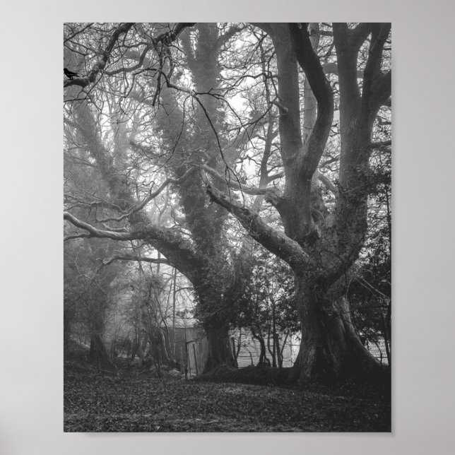 Poster Photographie noir et blanc de la forêt éffrayante (Devant)