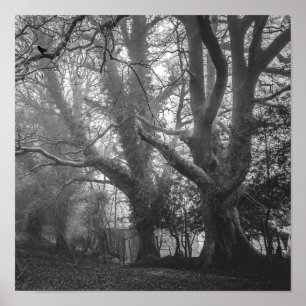 Poster Photographie noir et blanc de la forêt éffrayante