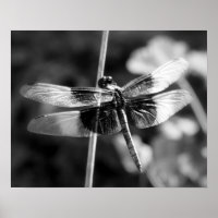 Photographie noir et blanc de la libellule de Skim
