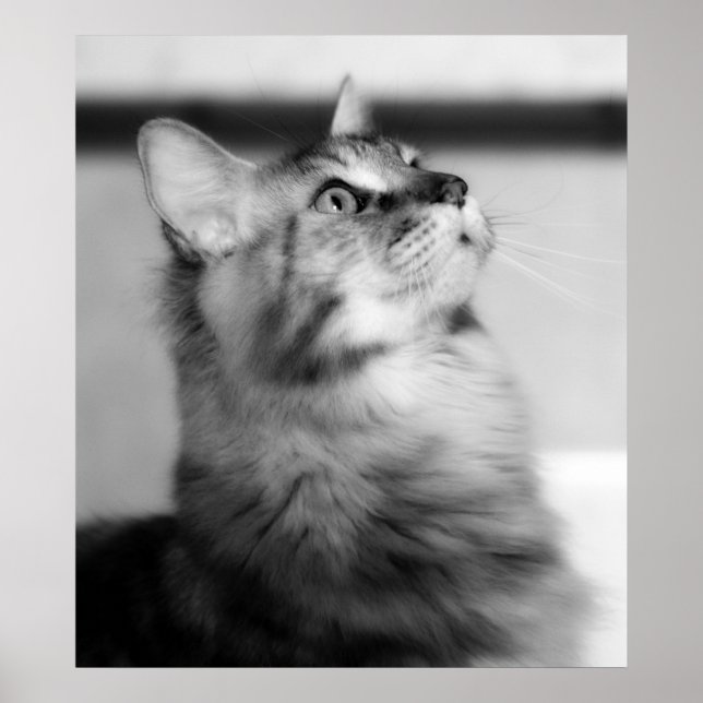 Poster Photographie noir et blanc Maine Coon Kitten (Devant)
