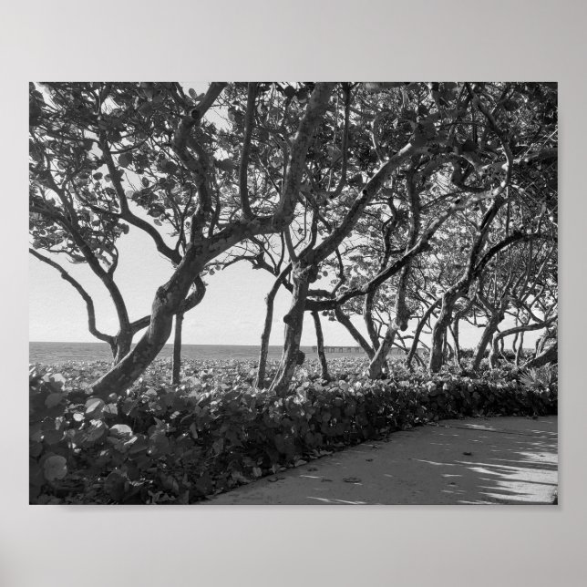 Poster Photographie noir et blanc Raisins marins (Devant)