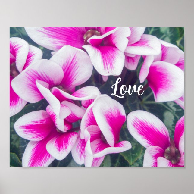 Poster Photographie rose florale Cyclamen (Devant)