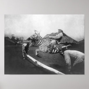 Poster Photographie sautante de barrière de zèbre
