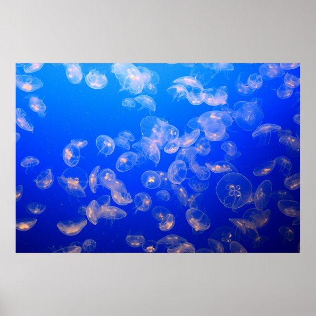 POSTER PHOTOGRAPHIE SOUS-MARINE DE JELLYFISH (Devant)
