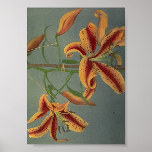 Poster Photographie vintage (Devant)