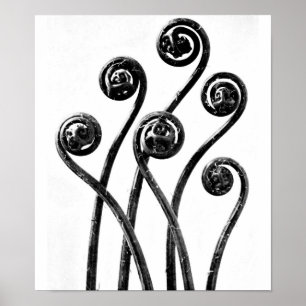 Poster Photographie Vintage-Karl Blossfeldt 8