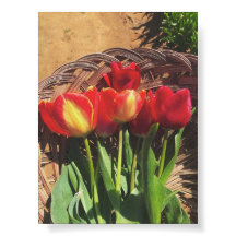 Photographie vintage - Panier de ferme de tulipes