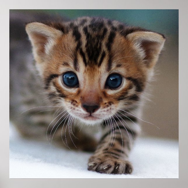 POSTER PHOTOGRAPHIQUE DE LA CUISINE (Devant)