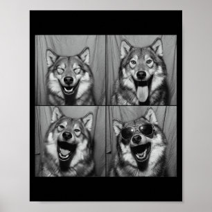 Poster Photomaton de loup drôle Lunettes de soleil Chien 