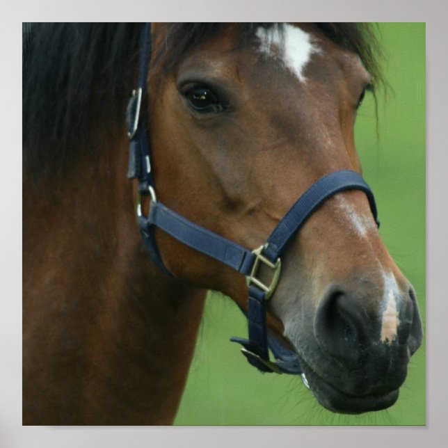 Poster Photos Arabian Horse Imprimer (Devant)