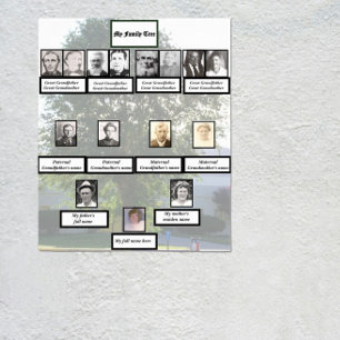 Poster Photos d'arbre généalogique d'une famille d'Orme c