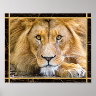 Poster Photos de la fermeture du visage de Lion Imprimer 