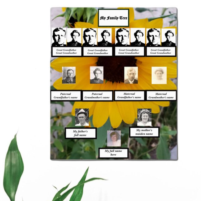 Poster Photos de l'arbre généalogique tournesol de quatre (Créateur téléchargé)