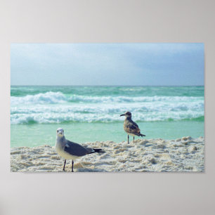 Poster Photos De Mouette Pose Pour Vous Plage Paysage Mar