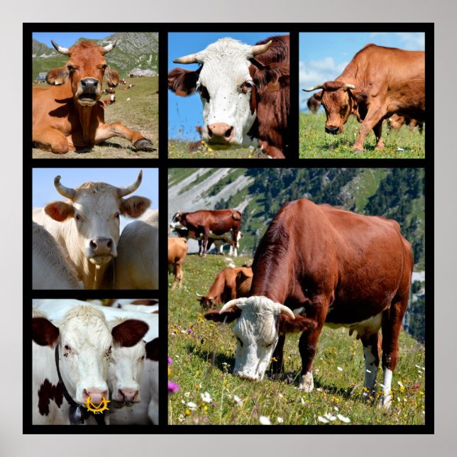 Poster Photos mosaïque de vaches (Devant)