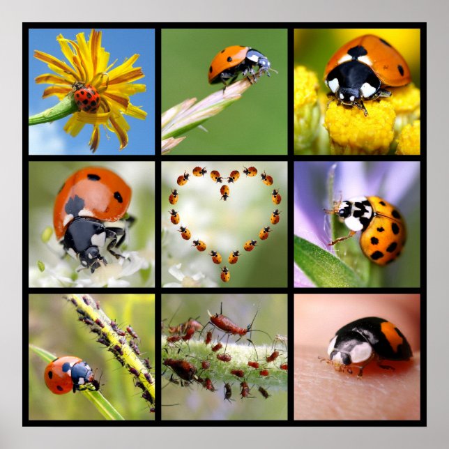 Poster Photos multicolores de coccinelles (Devant)