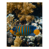 Photos nautiques Animaux marins Photographie Poiss