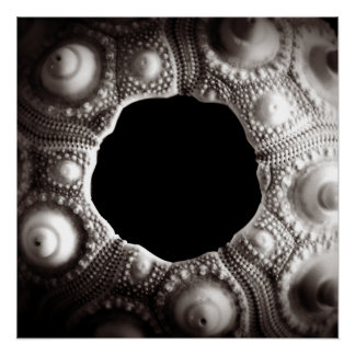Poster Photos Sea Urchin noir et blanc 20x20