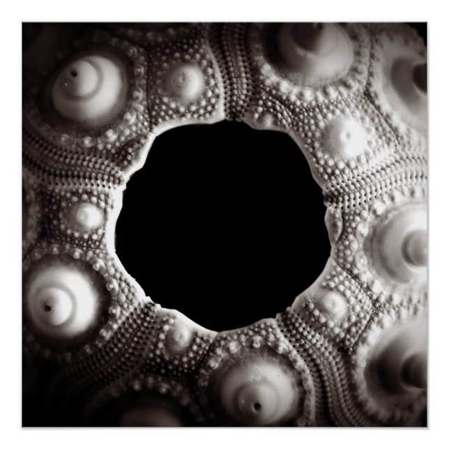 Poster Photos Sea Urchin noir et blanc 20x20 (Devant)