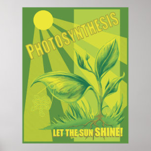 Poster Photosynthèse
