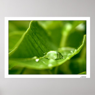 Poster photosynthétiser