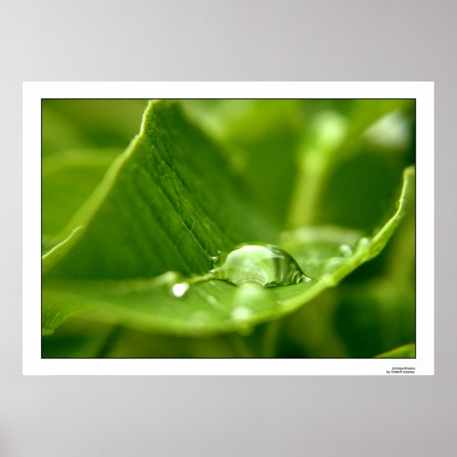 Poster photosynthétiser (Devant)