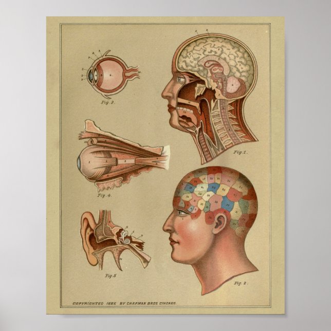 Poster Phrenologie Head Anatomie Imprimer Vintage (Devant)