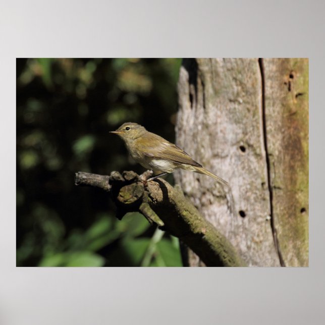 Poster Phylloscopus collybita (Devant)