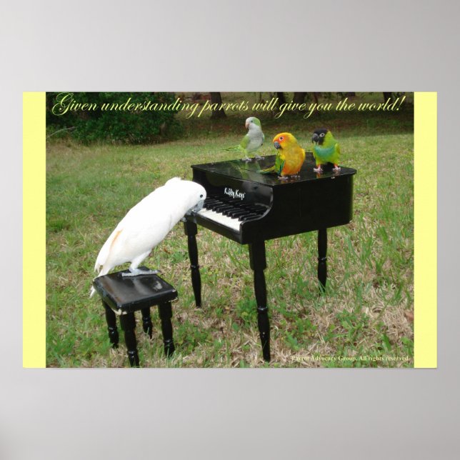 Poster Pianiste Parrots (Devant)