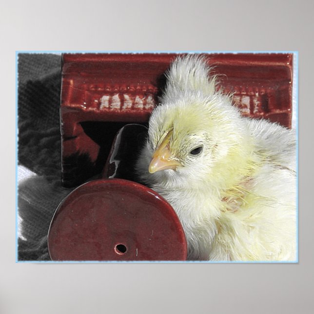 Poster Piano Chick Vintage Look (Devant)