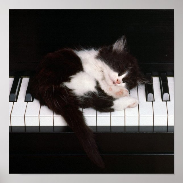 Poster Piano Kitten (Devant)
