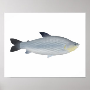 Poster Piauçu