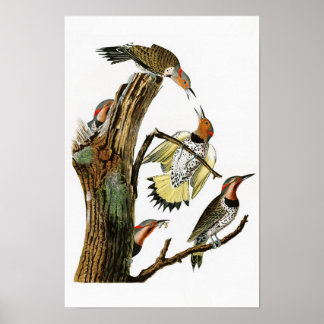 Poster Pic à ailes dorées Audubon Birds of America