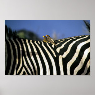 Poster Pic à bec rouge sur le dos d'un zèbre - Zimbabwe