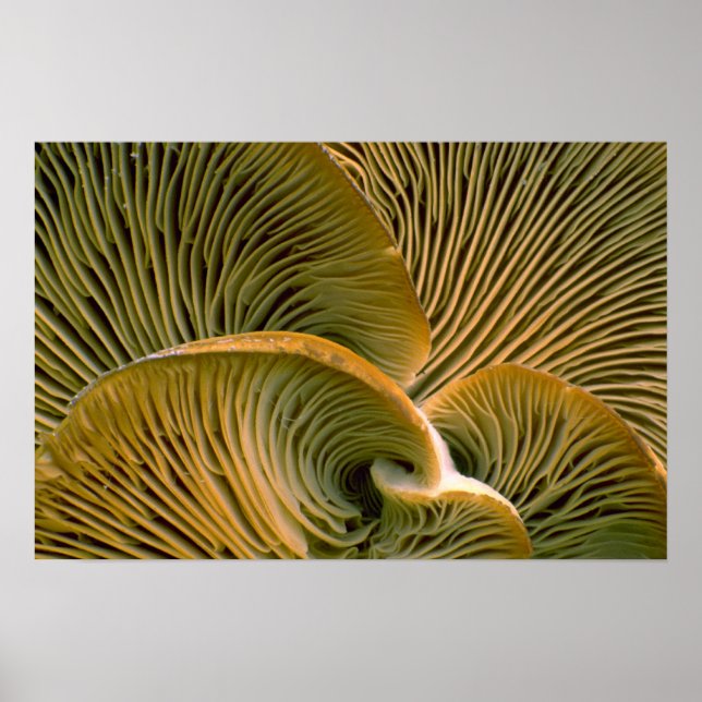 Poster Pic de champignons sur un arbre mort (Devant)