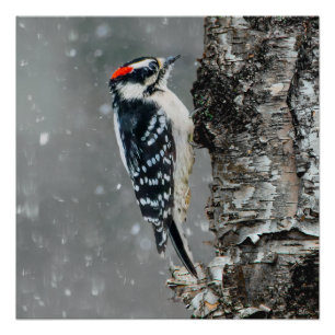 Poster Pic Downy en neige - Photo originale