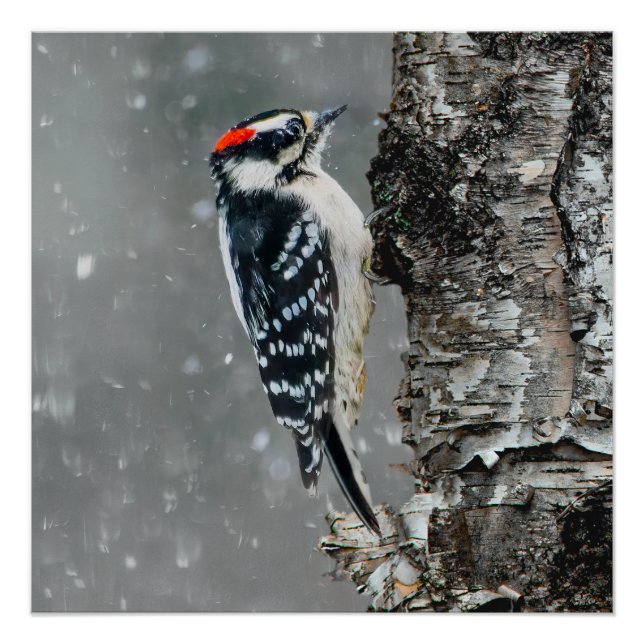 Poster Pic Downy en neige - Photo originale (Devant)
