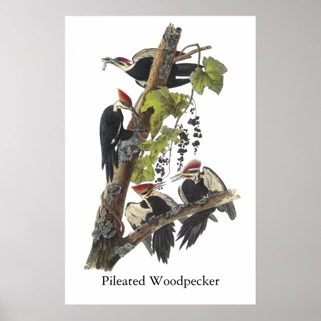 Poster Pic pilé, John Audubon (Devant)