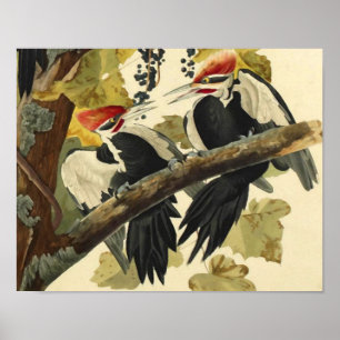 Poster Pic pilé, John James Audubon