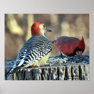 Poster Pic rouge cardinal et pic rouge