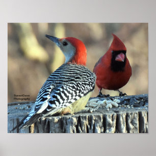 Poster Pic rouge et cardinal rouge