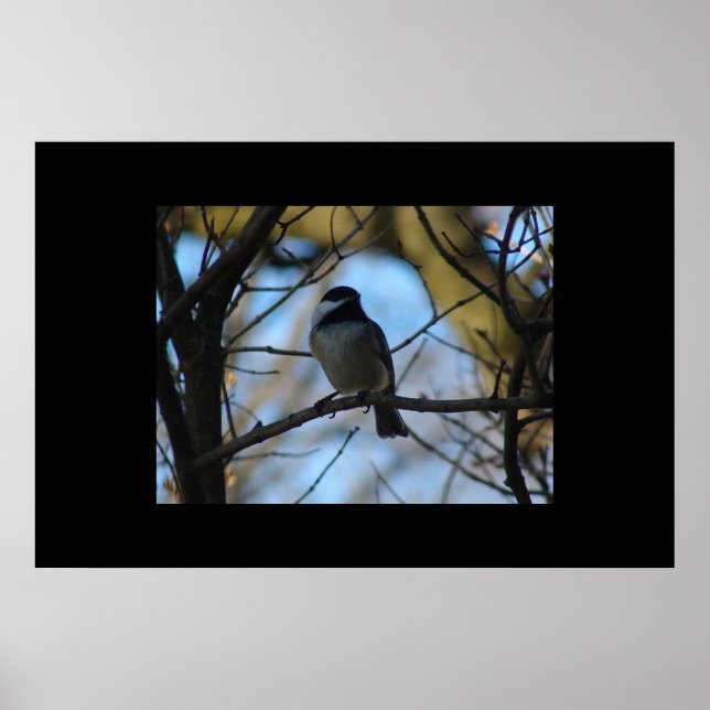 Poster Pickadee (Devant)