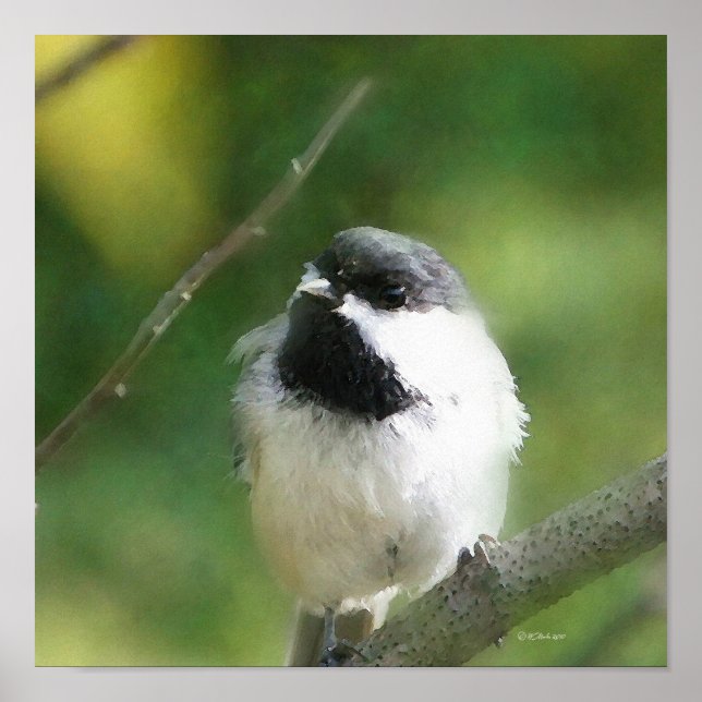 Poster Pickadee au repos peinture numérique (Devant)